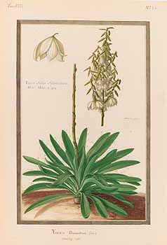 no HD illustration available (4)