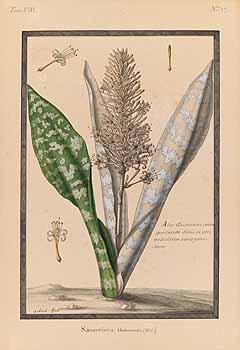 no HD illustration available (4)