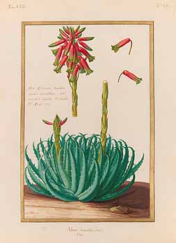 no HD illustration available (4)