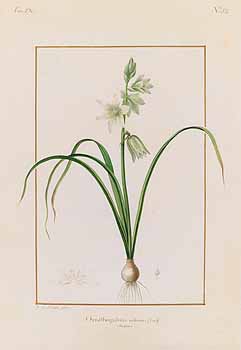 no HD illustration available (4)