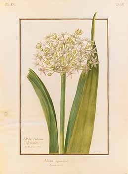 no HD illustration available (4)