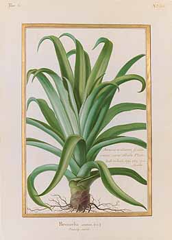 no HD illustration available (4)