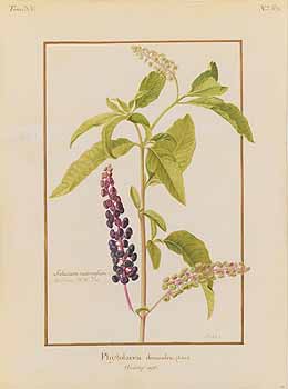 no HD illustration available (4)