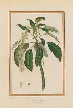 no HD illustration available (4)