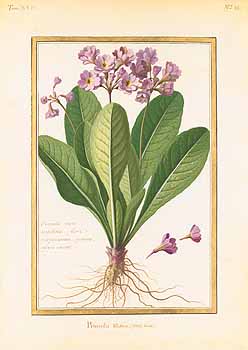 no HD illustration available (4)