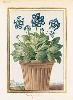 no HD illustration available (4)