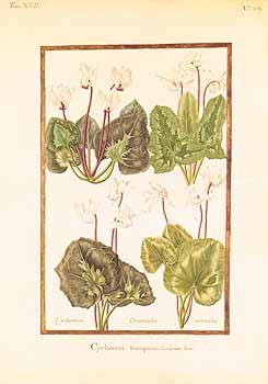 no HD illustration available (4)