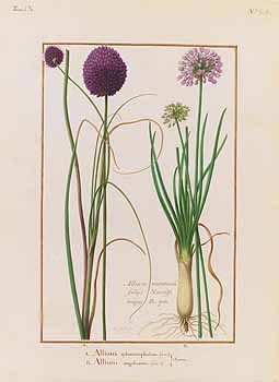 no HD illustration available (4)