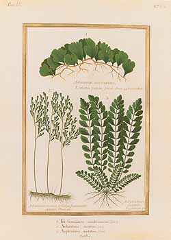 no HD illustration available (4)