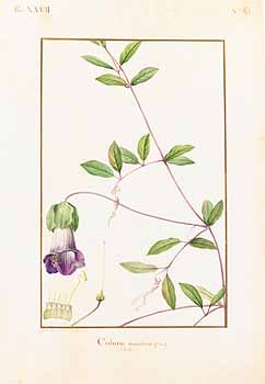 no HD illustration available (4)