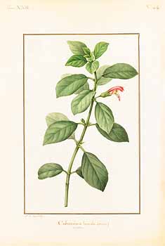 no HD illustration available (4)