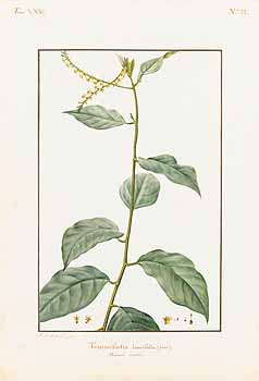 no HD illustration available (4)