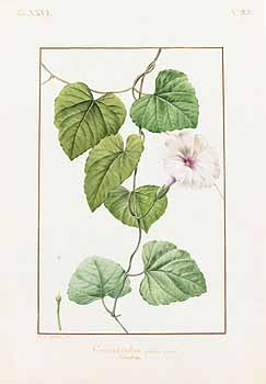 no HD illustration available (4)