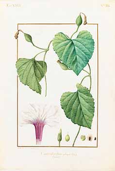 no HD illustration available (4)