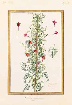 no HD illustration available (4)