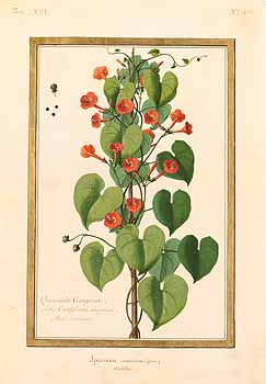 no HD illustration available (4)