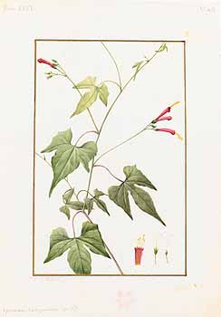 no HD illustration available (4)