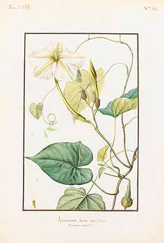 no HD illustration available (4)