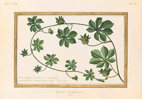 no HD illustration available (4)