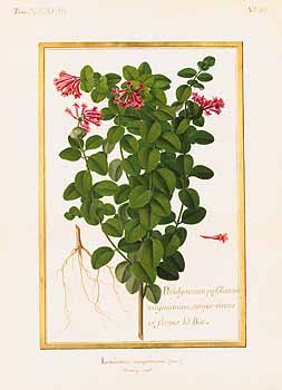 no HD illustration available (4)