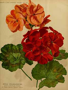 no HD illustration available (4)