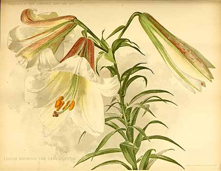 no HD illustration available (4)