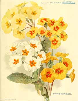 no HD illustration available (4)