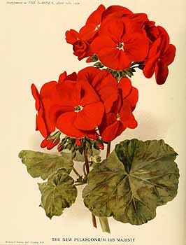 no HD illustration available (4)