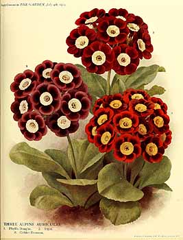 no HD illustration available (4)