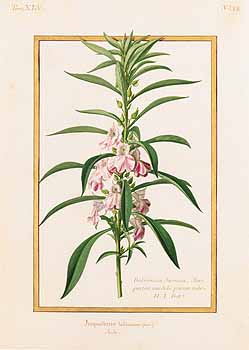 no HD illustration available (4)