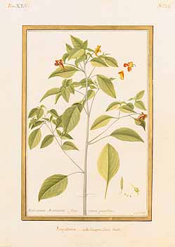 no HD illustration available (4)