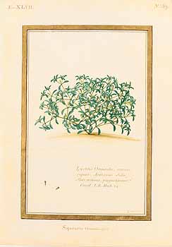 no HD illustration available (4)