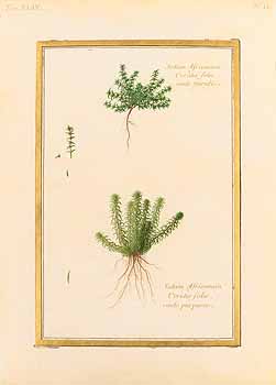 no HD illustration available (4)