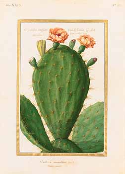 no HD illustration available (4)