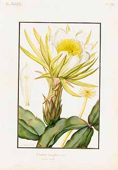 no HD illustration available (4)