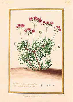 no HD illustration available (4)