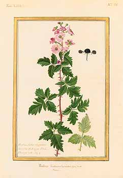 no HD illustration available (4)