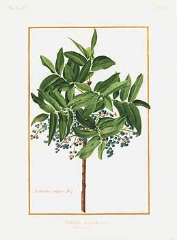 no HD illustration available (4)