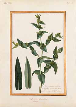 no HD illustration available (4)