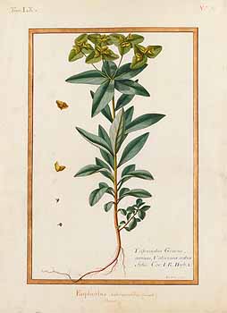 no HD illustration available (4)