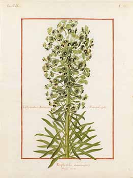 no HD illustration available (4)