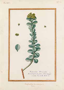 no HD illustration available (4)