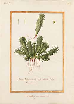 no HD illustration available (4)