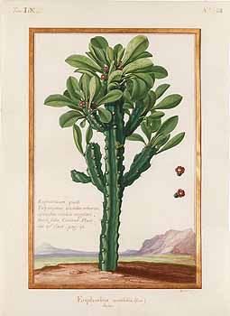 no HD illustration available (4)