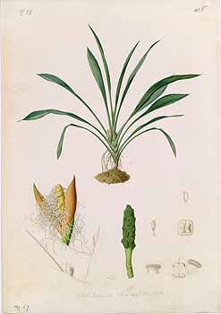 no HD illustration available (4)