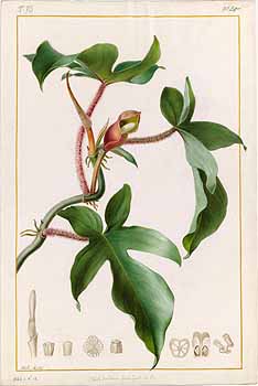 no HD illustration available (4)