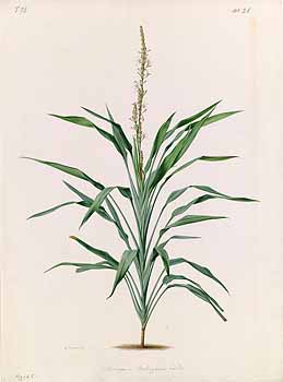 no HD illustration available (4)