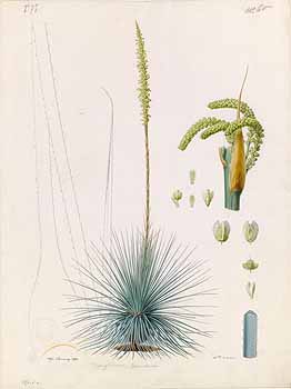 no HD illustration available (4)