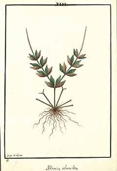 no HD illustration available (4)