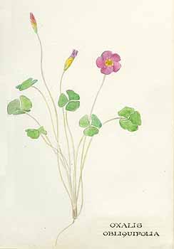 no HD illustration available (5) 